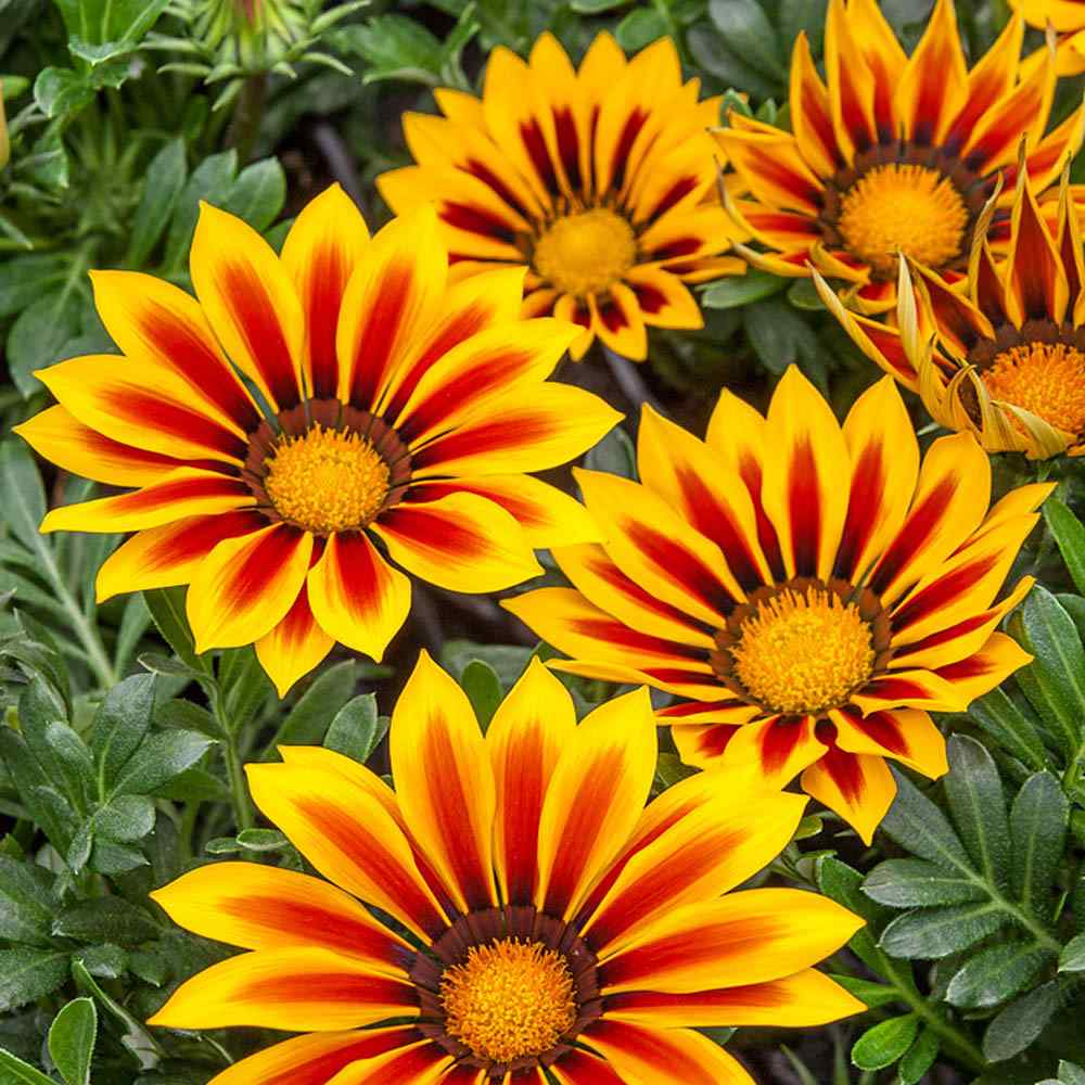 Gazania Ground Cover Plants