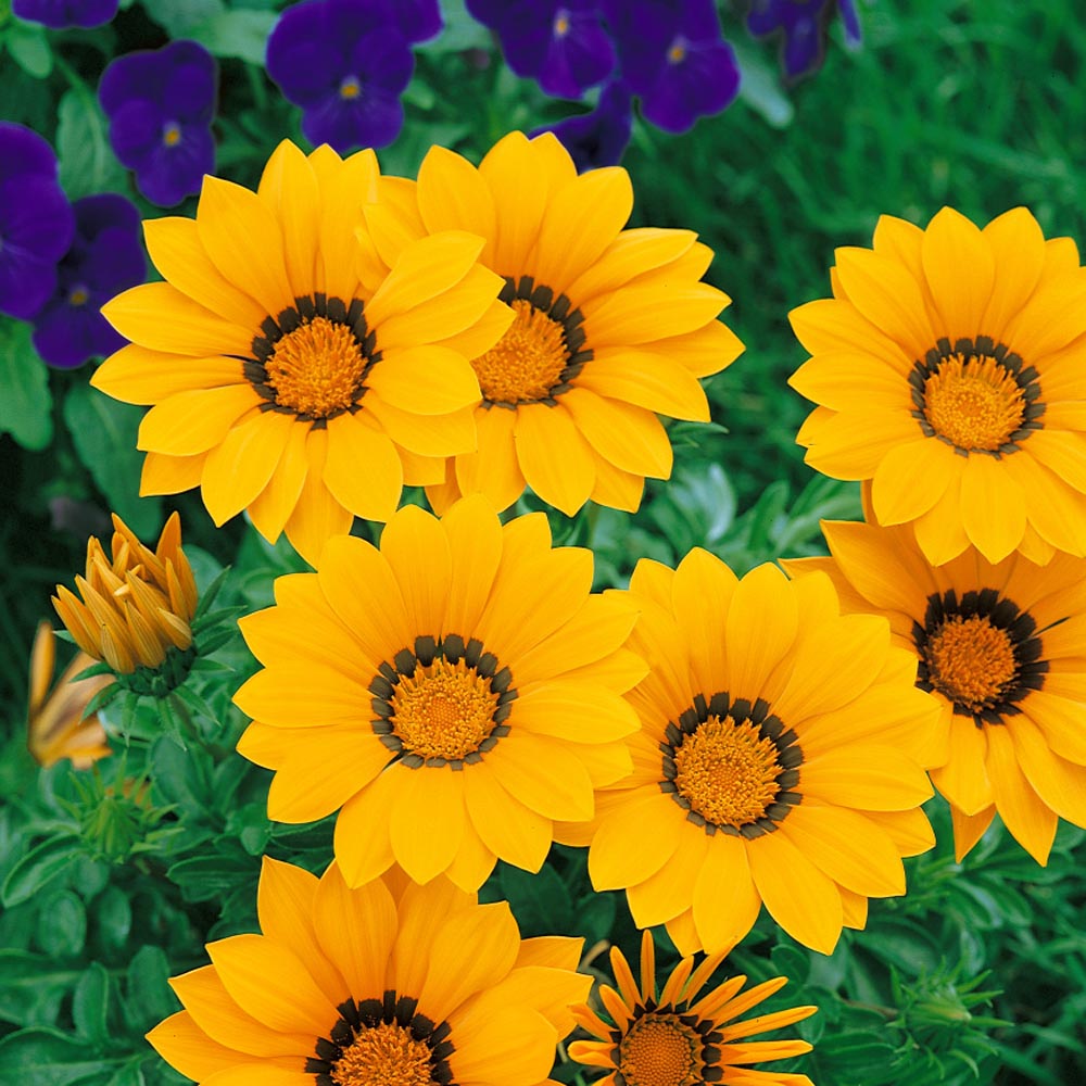Drought Tolerant Gazania Kiss Golden Yellow Ground Cover Plant Seed
