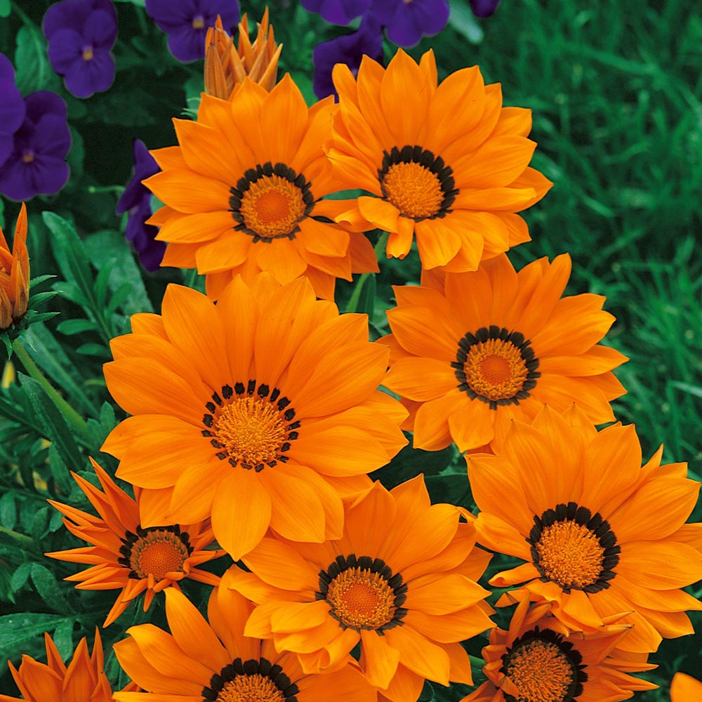 Drought Tolerant Treasure Flower Gazania Kiss Orange Ground Cover Plant ...