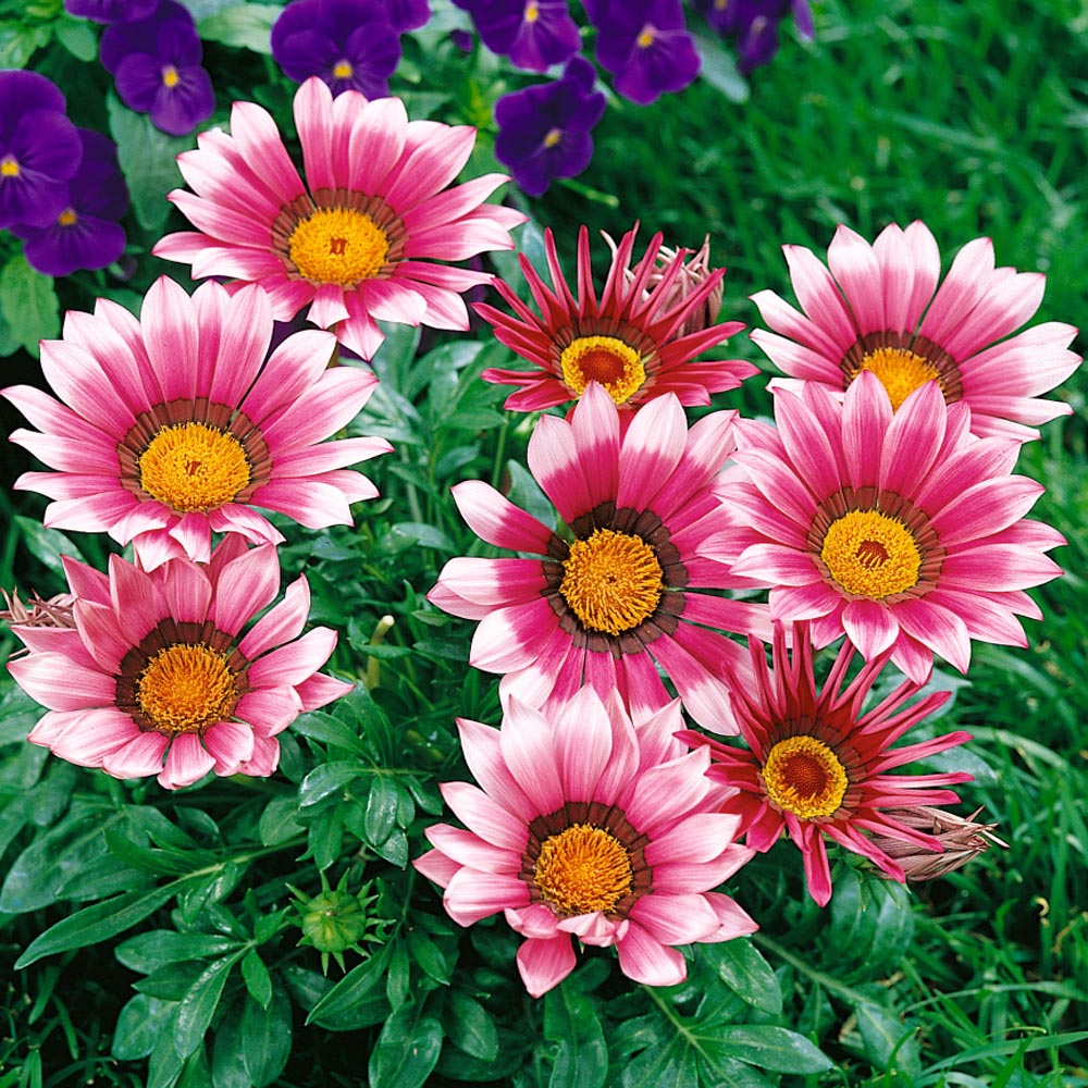 Gazania Kiss Rose Container Flowers