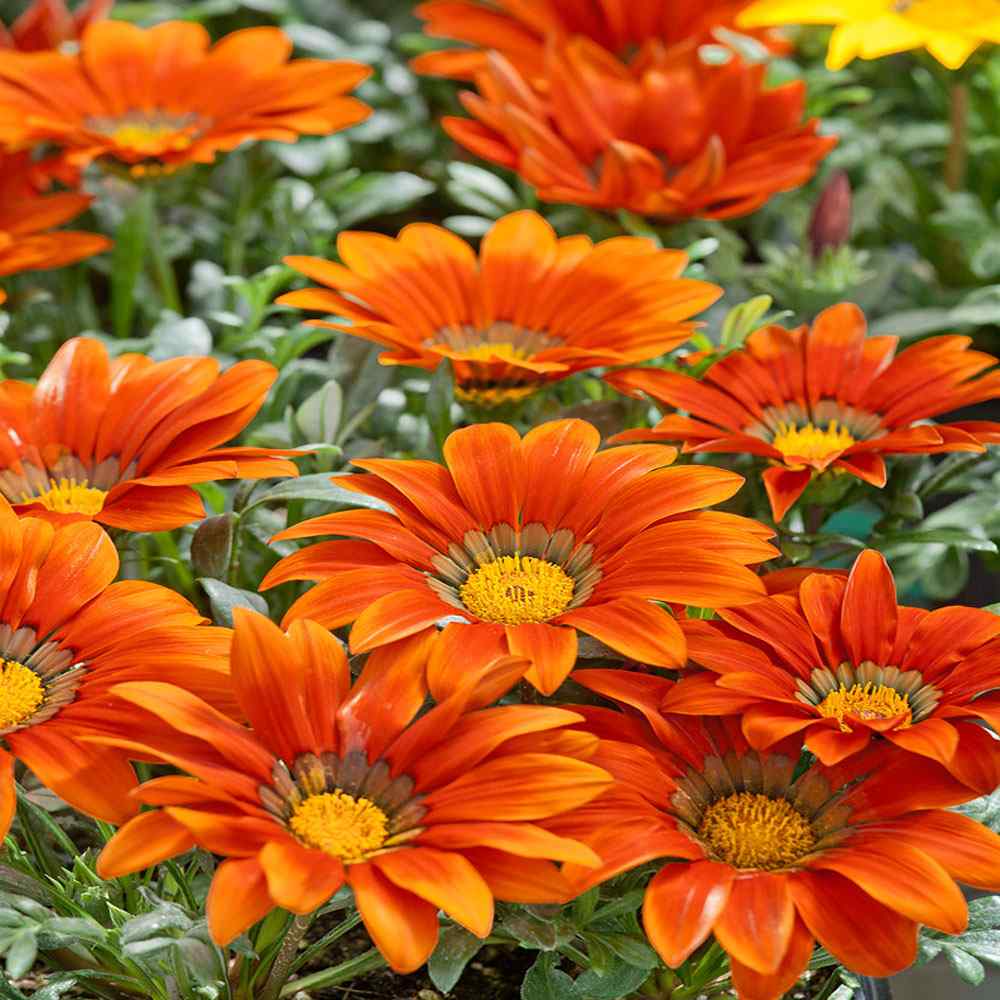 Gazania Bronze Ground Cover