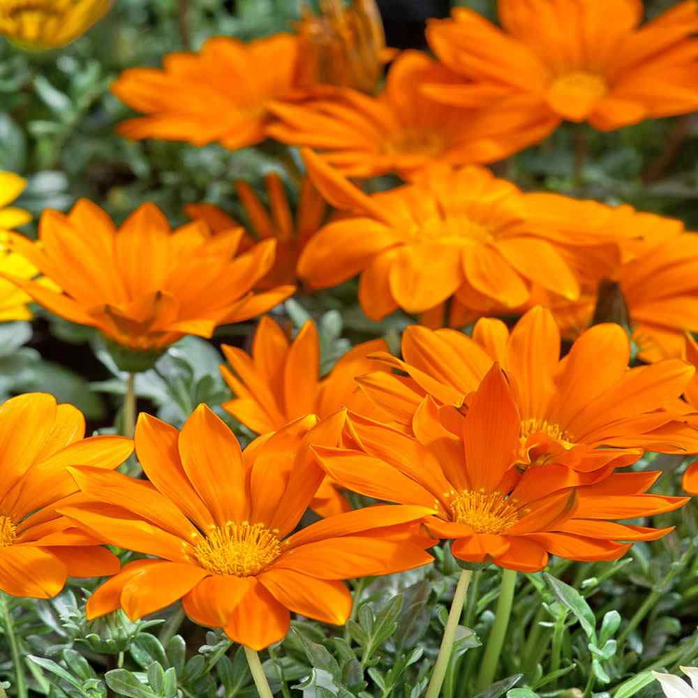 Drought Tolerant Orange Treasure Flower Gazania Ground Cover Plant Seeds