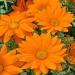 Gazania Orange Drought Tolerant Plant