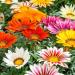 Gazania New Day Drought Tolerant Plants