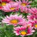 Gazania Pink Ground Cover Plants