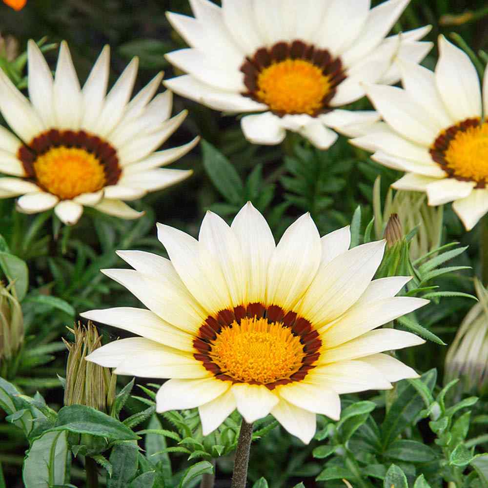 Gazania New Day White