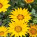 Gazania Yellow Flowering Plants