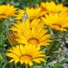 Gazania Yellow Ground Covers