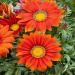 Gazania Red Shades Ground Cover Plants