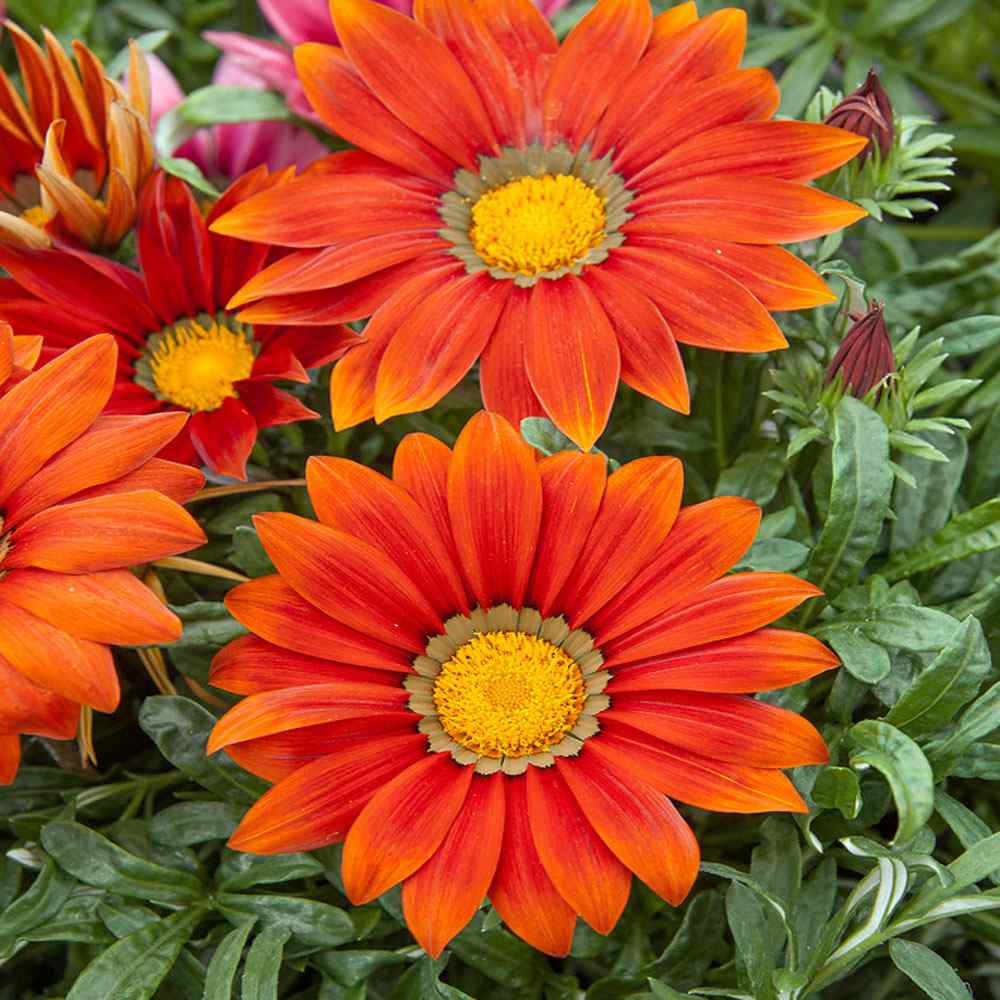 Gazania Red Shades Ground Cover Plants