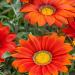 Gazania Red Shades Drought Tolerant Plants