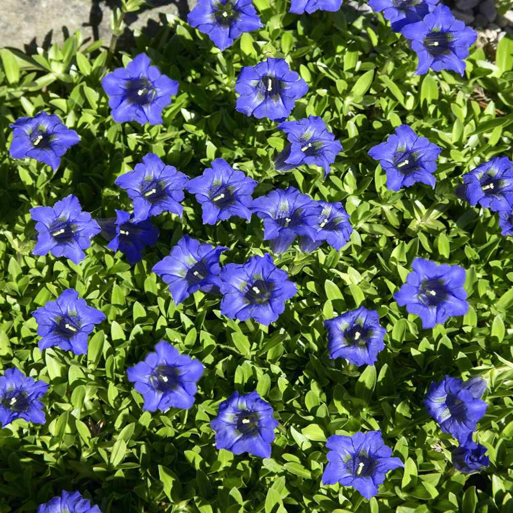 Gentian Dahurica Nikita