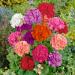 Pelargonium Zonale Mix