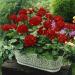 Geranium Scarlet Flowers