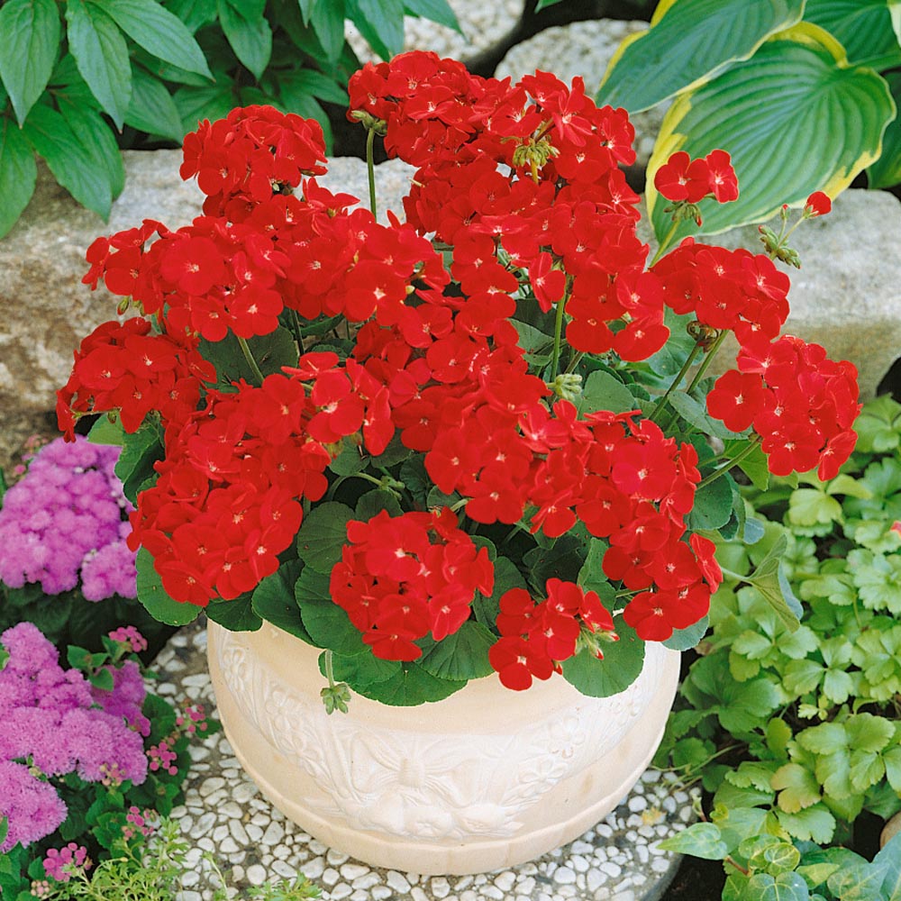 Geranium Seed Geranium Plant Scarlet Flower Seeds
