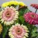 Gerbera Cartwheel Strawberry Twist Seed Flower Mix