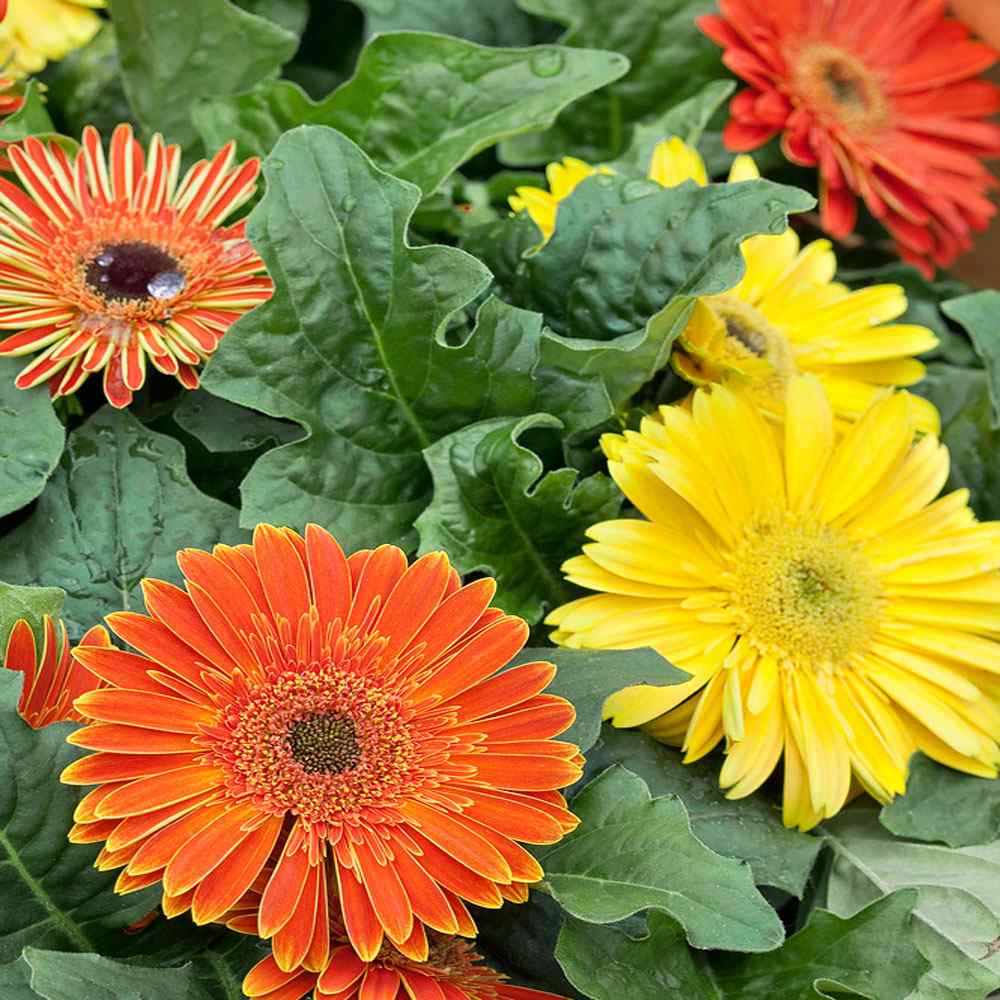 Gerbera Fire Flower Mix