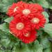 Gerbera Daisies Red Flower