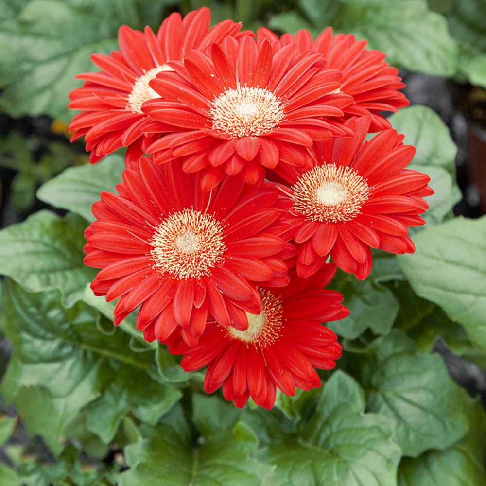 Gerbera Jamesonii Red Flower Seed - Gerbera Daisy Seeds