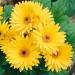 yellow gerbera flowers