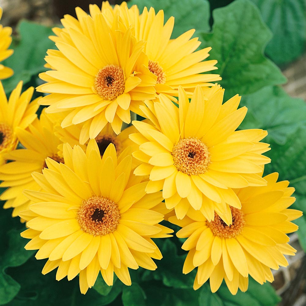 Gerbera Seed Gerbera Daisy Yellow Flower Seeds