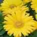 Gerbera Revolution Daisy Yellow