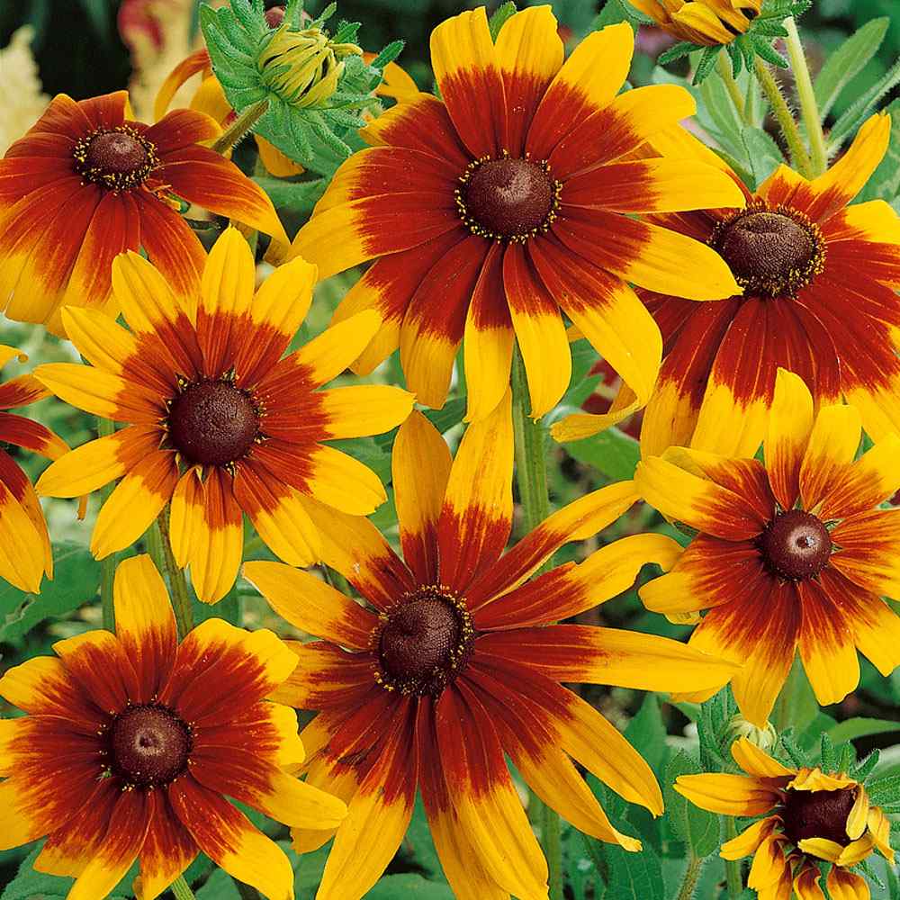 Wild daisies are sweet garden flower for Western New York