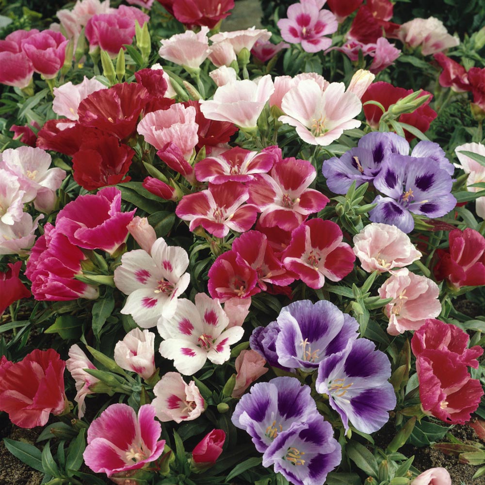 Godetia Monarch Garden Flowers