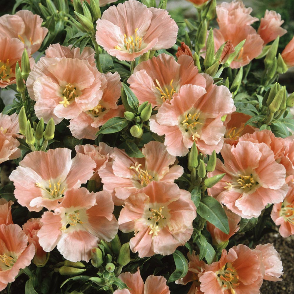 Godetia Sybil Garden Flowers