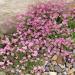 Gypsophila Rosea Flowers