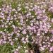 Gypsophila Baby's Breath Rosea Flowers