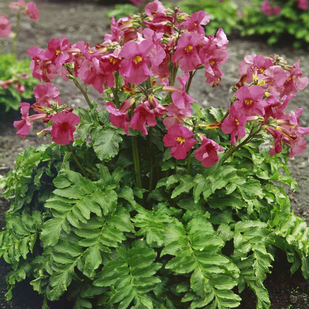 Incarvillea Delavayi Rose Flowers