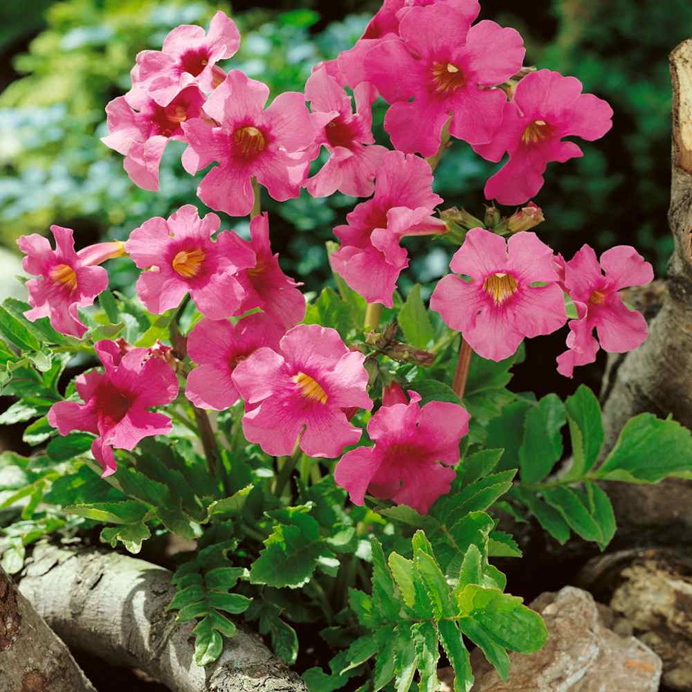 Incarvillea Delavayi Seeds - Hardy Gloxinia Flower Seeds