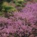 Calluna Vulgaris Heather