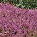 Calluna Vulgaris Heather Plants