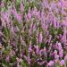 Calluna Vulgaris Heather Pink Flowers