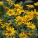 Helenium Hoopesii Flower Field