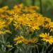 Sneezeweed Yellow Flowers