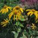 Sneezeweed Plants