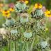 Papaver Somniferum Hen Chickens Succulent