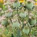 Papaver Hen Chickens Succulent