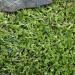 Herniaria Glabra Ground Cover