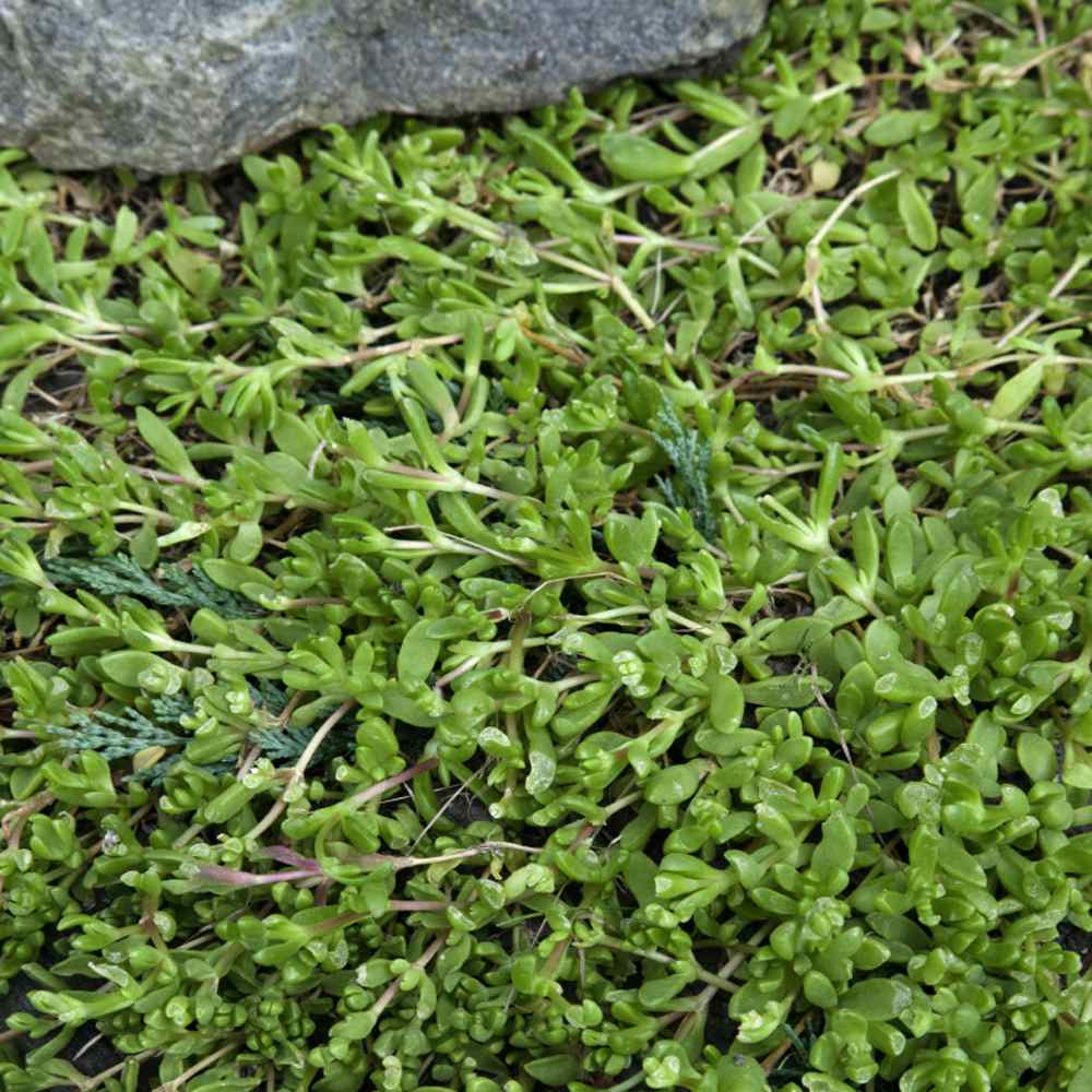 10,000 Bulk Seeds GREEN CARPET RUPTUREWORT Herniaria Glabra 