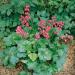 Heuchera Firefly Plants