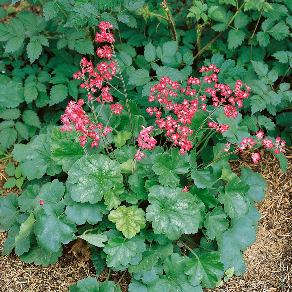 heuchera firefly seeds