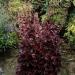 Heuchera Melting Fire Plants