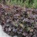 Heuchera Palace Purple Flower Bed