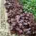 purple heuchera seeds