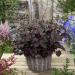 Heuchera Palace Purple Container Plant