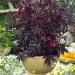 Hibiscus Mahogany Foliage Container Plants